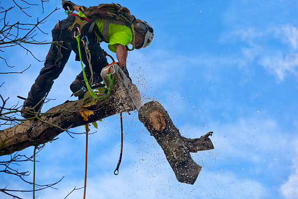 How Our Tree Care Process Works  in  Stow, OH